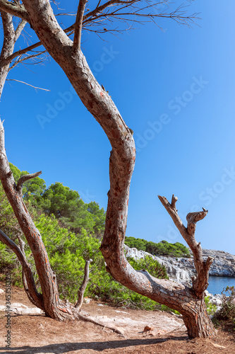 Seascape with trees in the foreground. Menorca, Balearic islands, Spain
