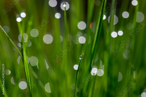  Drop of morning dew on a blurred background