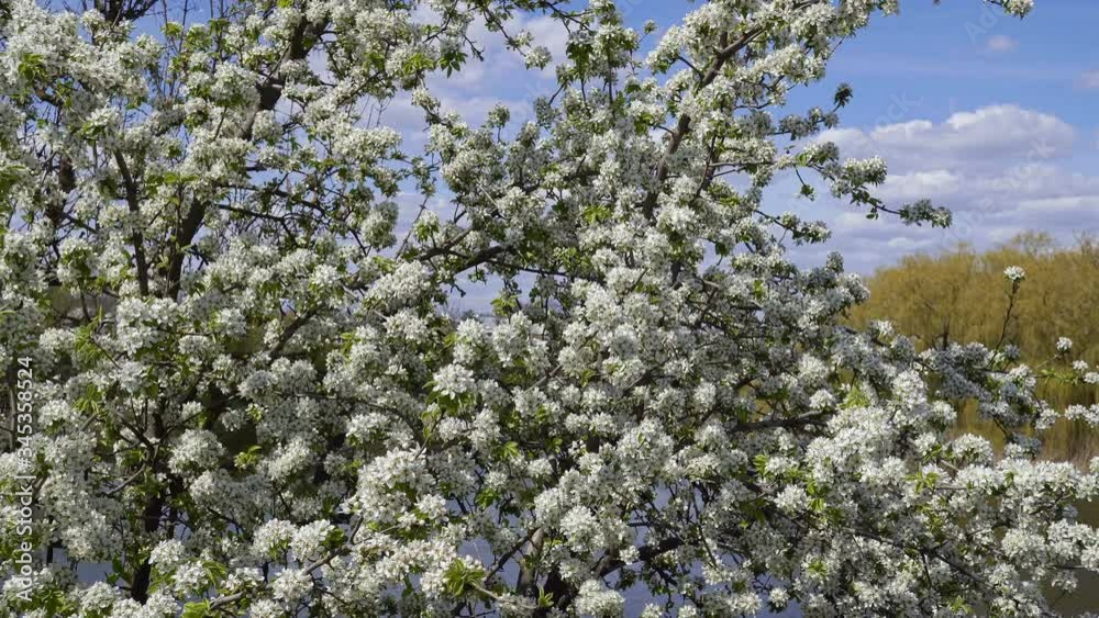 Blooming Cherry Near The Cliff At The River. Blooming Cherry Near The Cliff At The River.