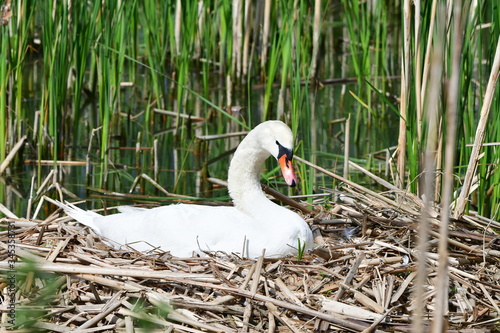 close up of swan sitting on eggs