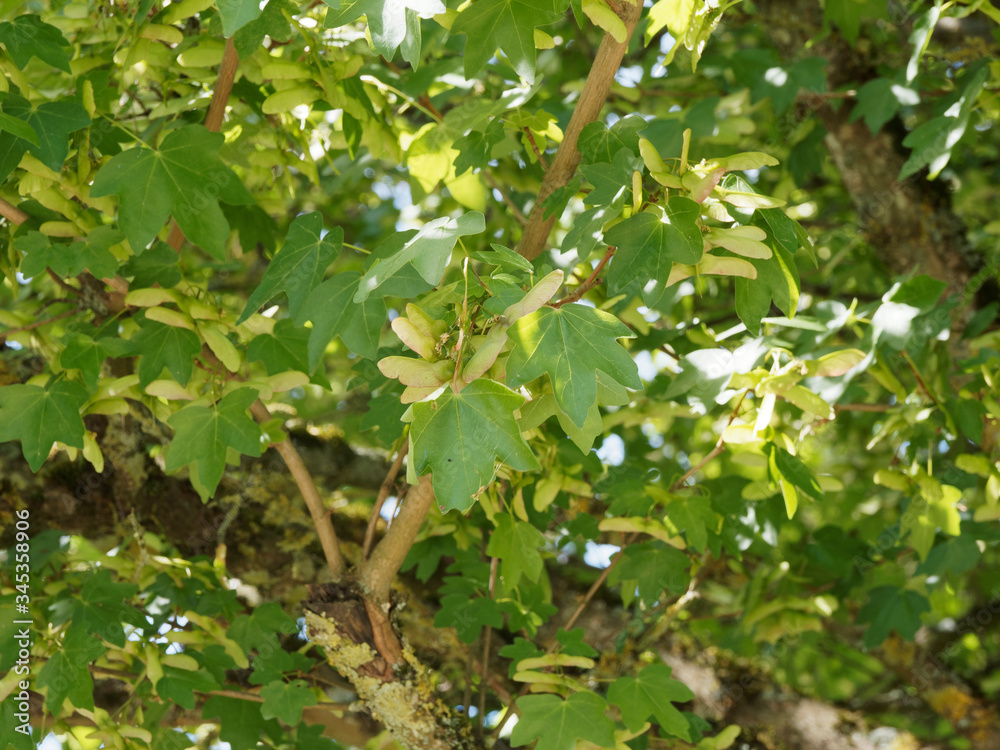 Acer campestre | Erable champêtre ou érable des campagnes