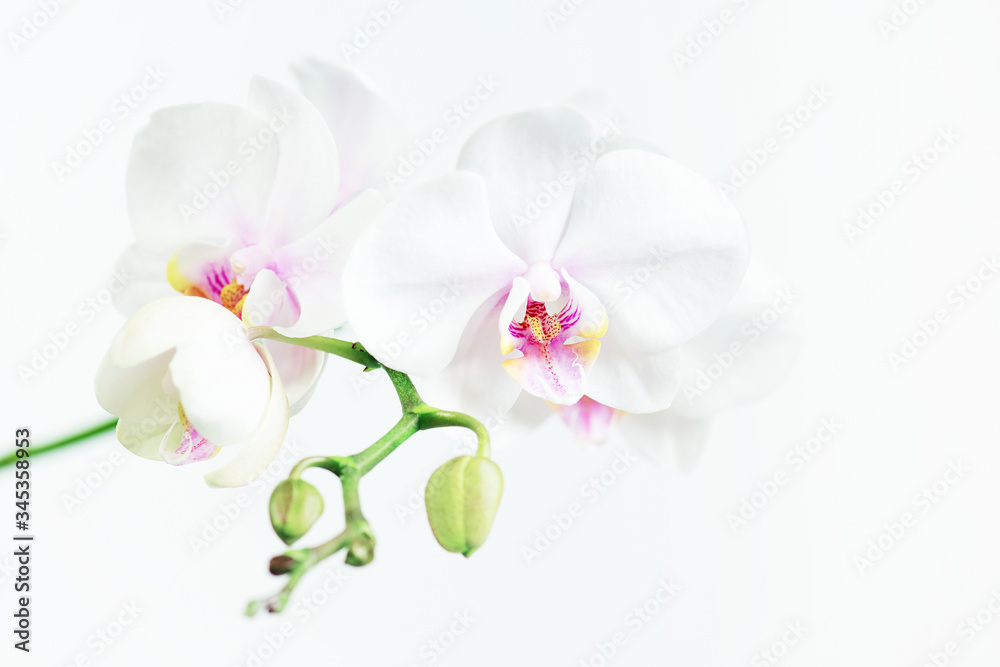 Obraz White composition with branch of orchid, tender floral light image