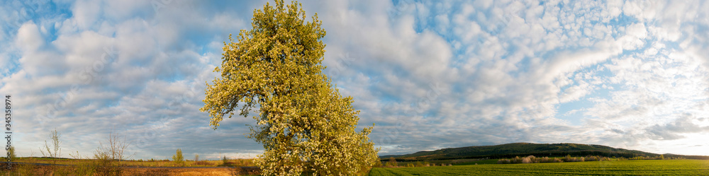 Panorama view of mountain meadow with flowering pear trees against a backdrop of spruce forest and picturesque sky