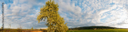 Panorama view of mountain meadow with flowering pear trees against a backdrop of spruce forest and picturesque sky