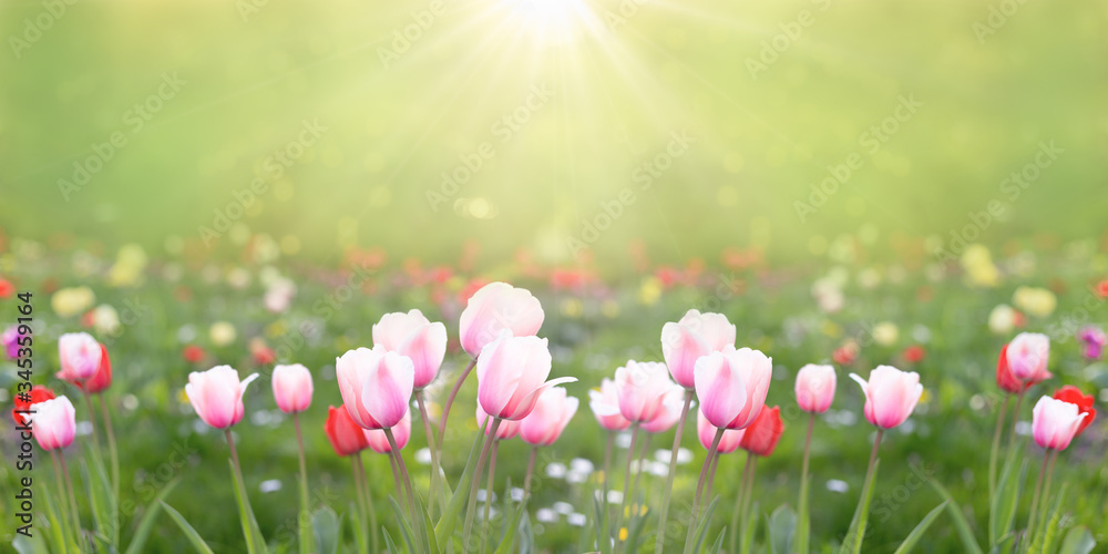 Beautiful tulips field in spring time with sun rays. Seasonal natural background.