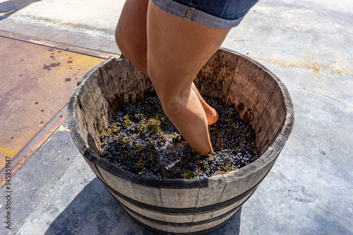 Foto Harvest time in Priorat