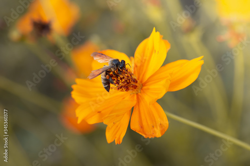 bee on a flower © Kankrit