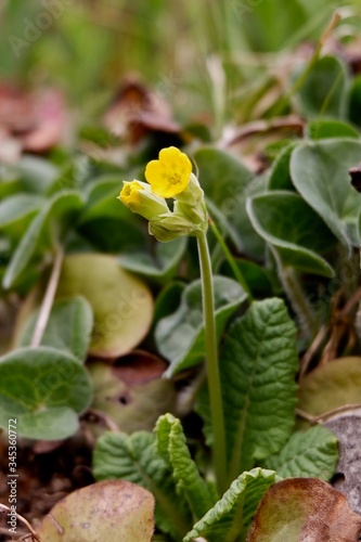 yellow flower in the park