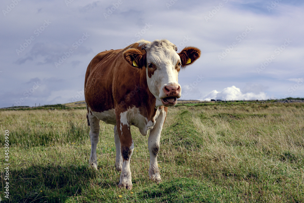 Einzelne braun-weiß gefleckte Jungkuh auf hügeliger Weide in Irland in die Kamera blickend Einzelne braun-weiß gefleckte Jungkuh auf hügeliger Weide in Irland in die Kamera blickend