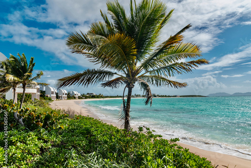 Fototapeta Naklejka Na Ścianę i Meble -  luxury and palm trees on the white sand tropical island of Anguilla