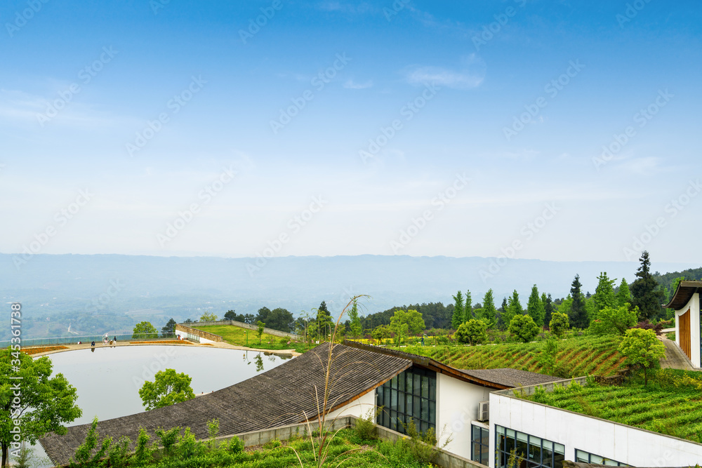 Tea plantation on the top of the mountain