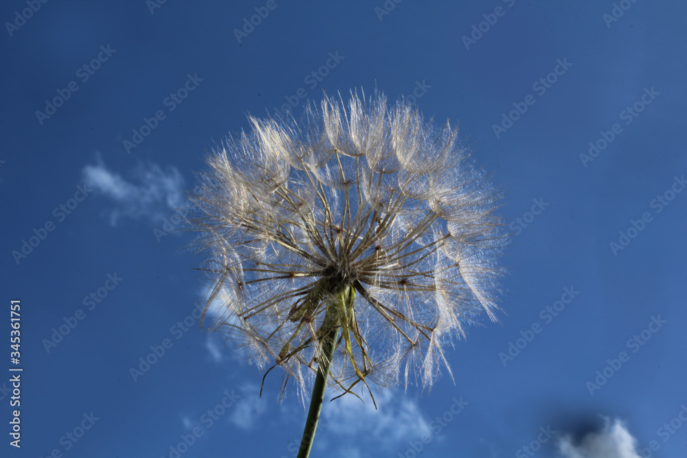 étamines de la plante dandelion