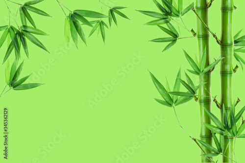 Bamboo plant on a green background 