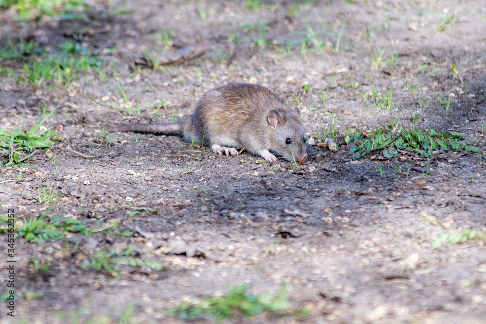 Fototapeta premium Ratte