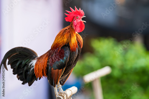 Rooster crowing in the morning Fototapeta