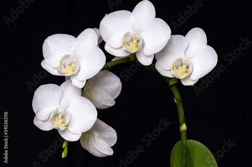 Fototapeta Naklejka Na Ścianę i Meble -  Weiße Mini-Schmetterlings-Orchidee vor schwarzem Hintergrund
