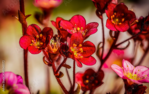 Cuadro en lienzo Macro close up of red flowers of the mossy saxifrage, the mossy rockfoil (Saxifr