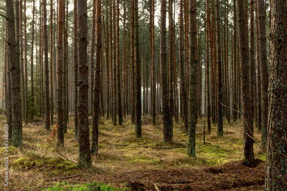 Coniferous forest with fog. Magic forest Coniferous forest with fog. Magic forest