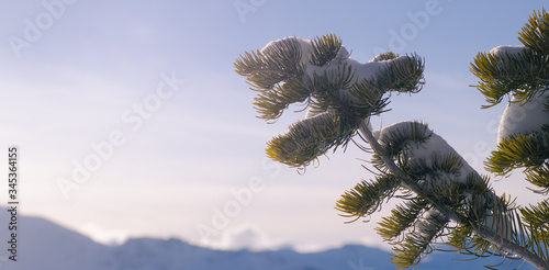 snow covered pine tree