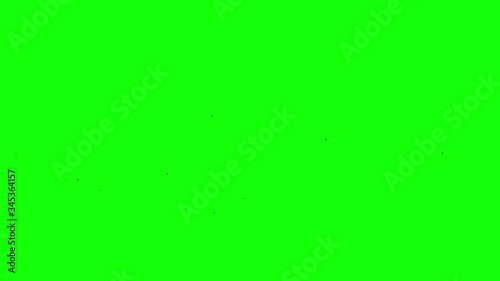several black birds fly on the green screen