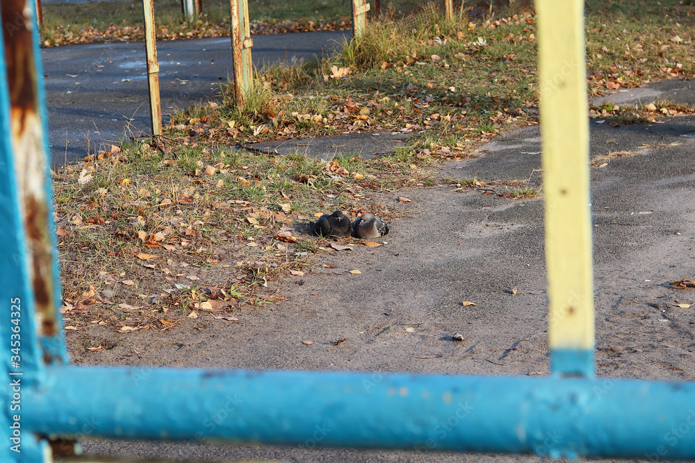Fototapeta premium A pair of pigeons bask in the sun on a cold day. Copy space - autumn concept, romance, love.