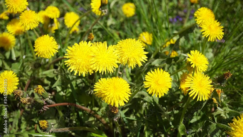 Spring Dandelion On the Lawn Near the House. Spring Dandelion On the Lawn Near the House.