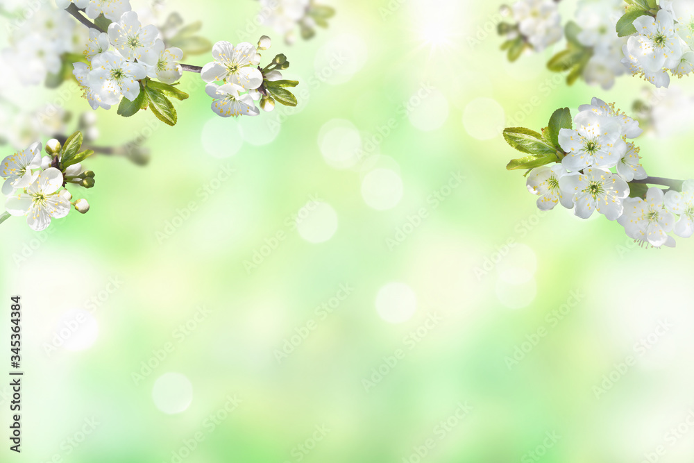 Branches of cherry blossoms on a blurred green natural background. Spring seasonal background. Soft focus