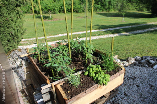 Carré potager en bois, basilic, tomate, ciboulette, estragon photo