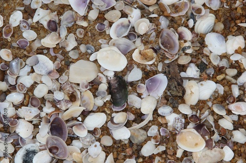 Shells in the beach