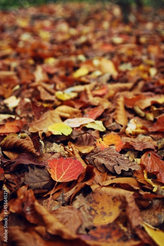 colorfully forest trees in autumn season on sunny day