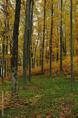 colorfully forest trees in autumn season on sunny day