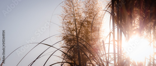sunset in the grass