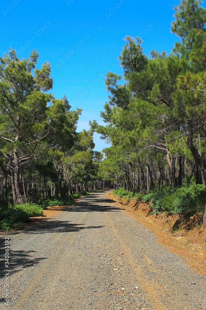 Pretty dusty road through a forest of Mediterranean pine trees on the island of Lesbos, Greece.