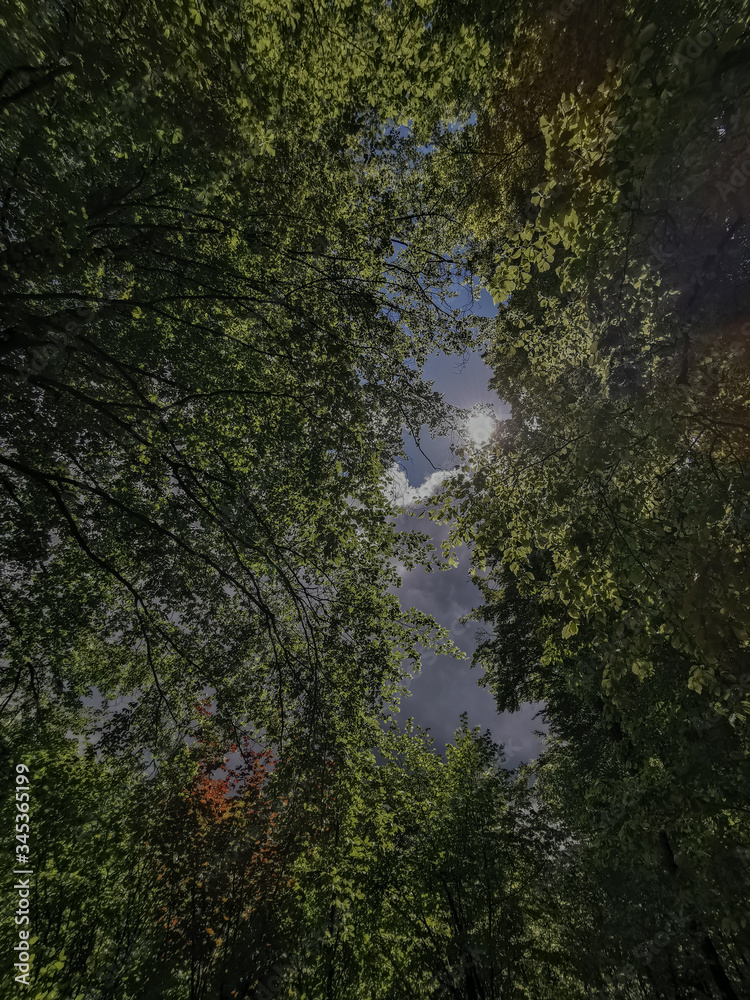 Obraz premium trees in the forest