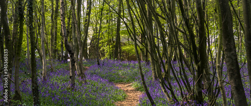 the forest in the morning