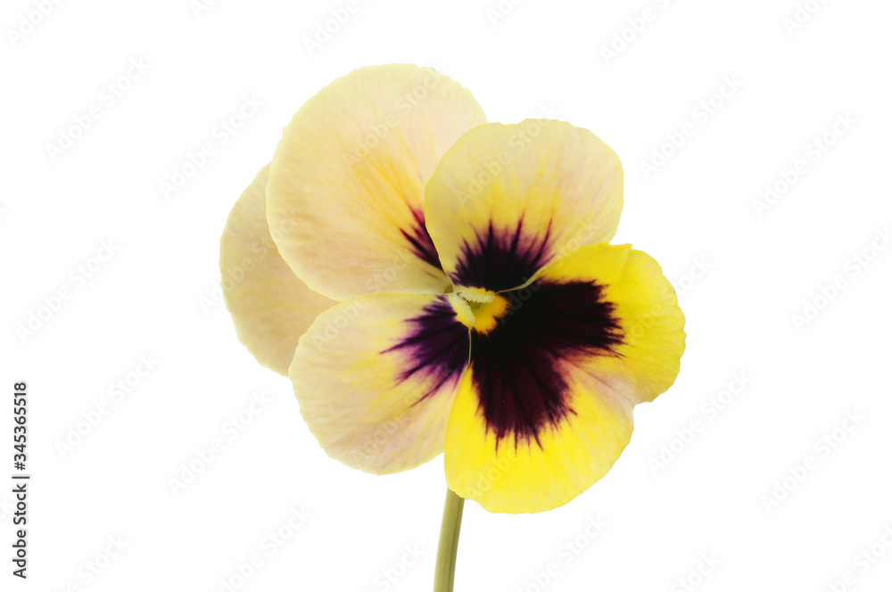 Pansy flower isolated Pansy flower isolated