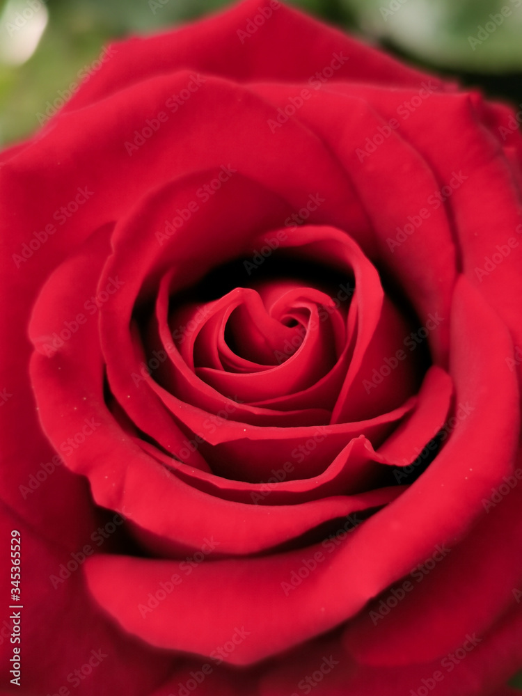 red rose with water drops red rose with water drops