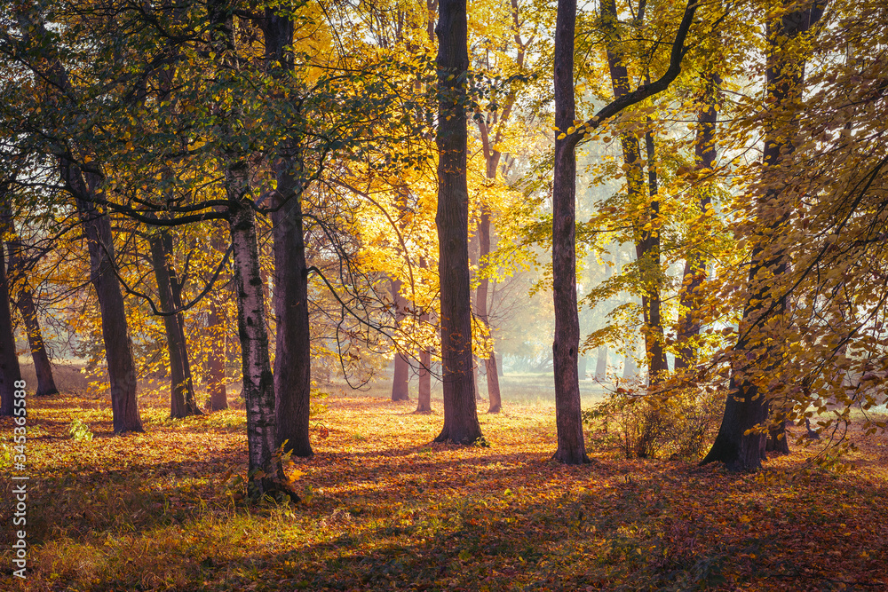 Autumn park, sunlight breaks through the colorful foliage on the trees