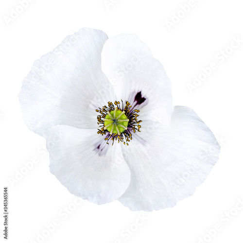 Field poppy of white color on a white isolated background.