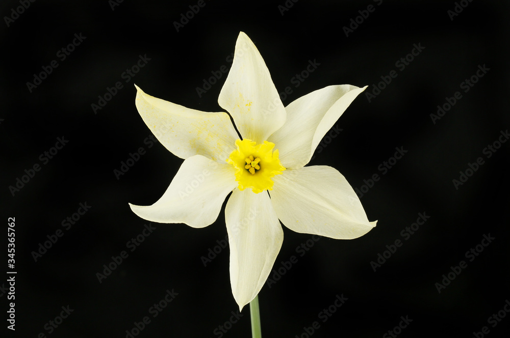 Fototapeta premium White daffodil against black