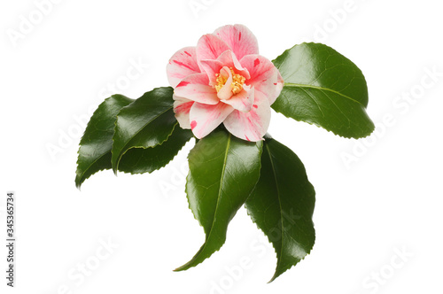 Variegated camellia flower
