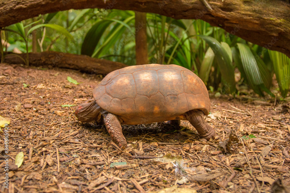 Obraz premium Tartaruga