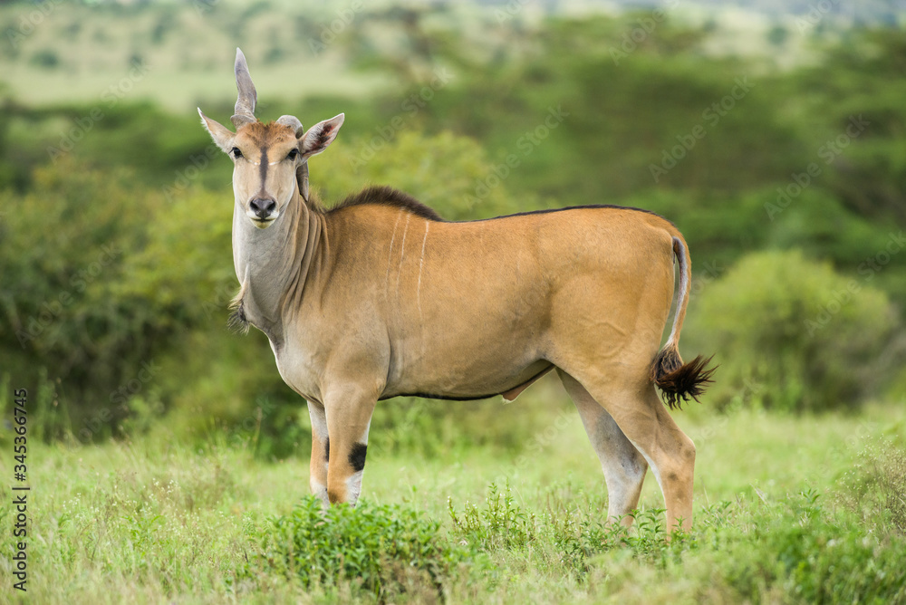 Bull common eland (Taurotragus oryx) with deformed horn standing in open grassland, Kenya, East Africa