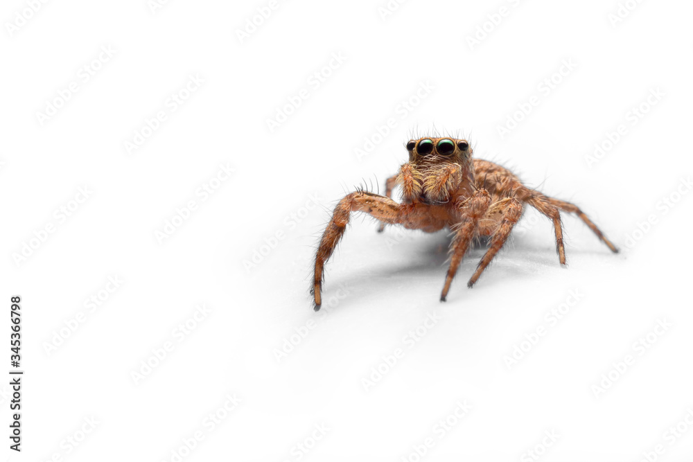 Close up of the Jumping spiders isolate on white background. Front view of The Salticidae in studio. Close up of the Jumping spiders isolate on white background. Front view of The Salticidae in studio.