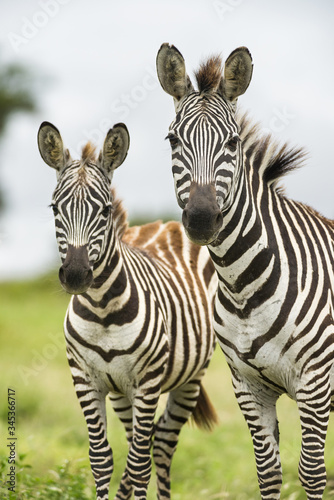 Fototapeta Naklejka Na Ścianę i Meble -  A pair of common plains zebra (equus quagga), Kenya, East Africa