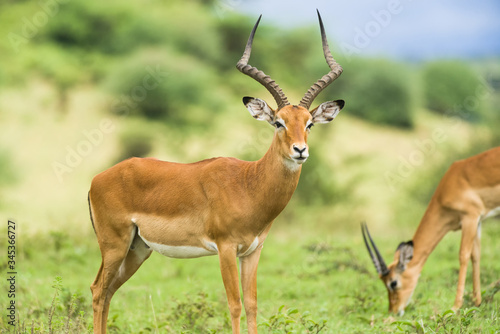 A male common Impala ram  Aepyceros melampus  with large horns standing in open grassland  Kenya East Africa