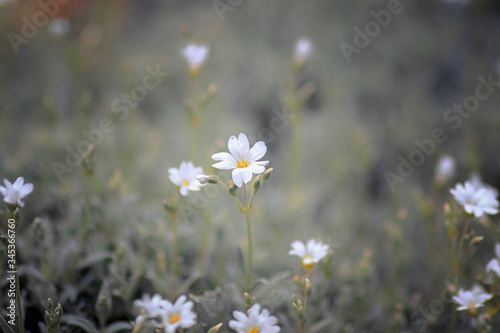 A lonely little flower growing in the field