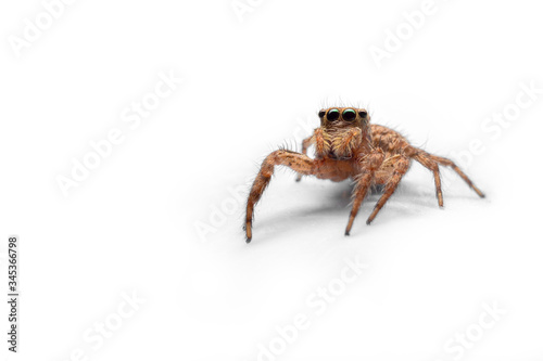 Close up of the Jumping spiders isolate on white background. Front view of The Salticidae in studio.