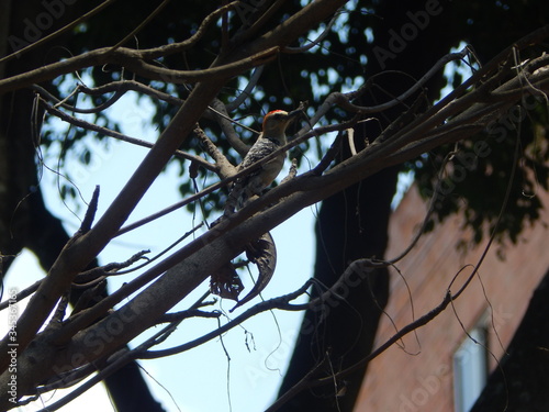 pajaro carpintero en parque natural photo