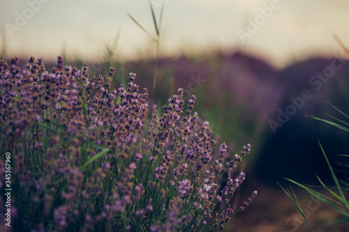 Fototapeta Naklejka Na Ścianę i Meble -  Beautiful lavender fields at sunset.